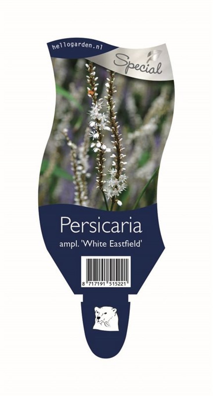 Persicaria a. 'White Eastfield' - P11